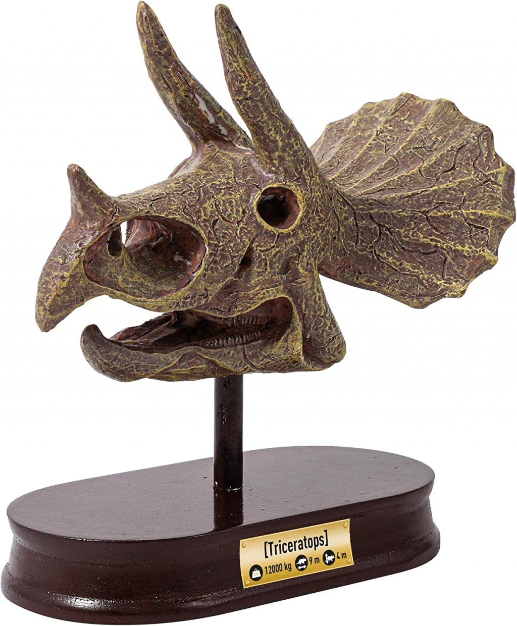 Buki France Kiállítási koponya - Triceratops