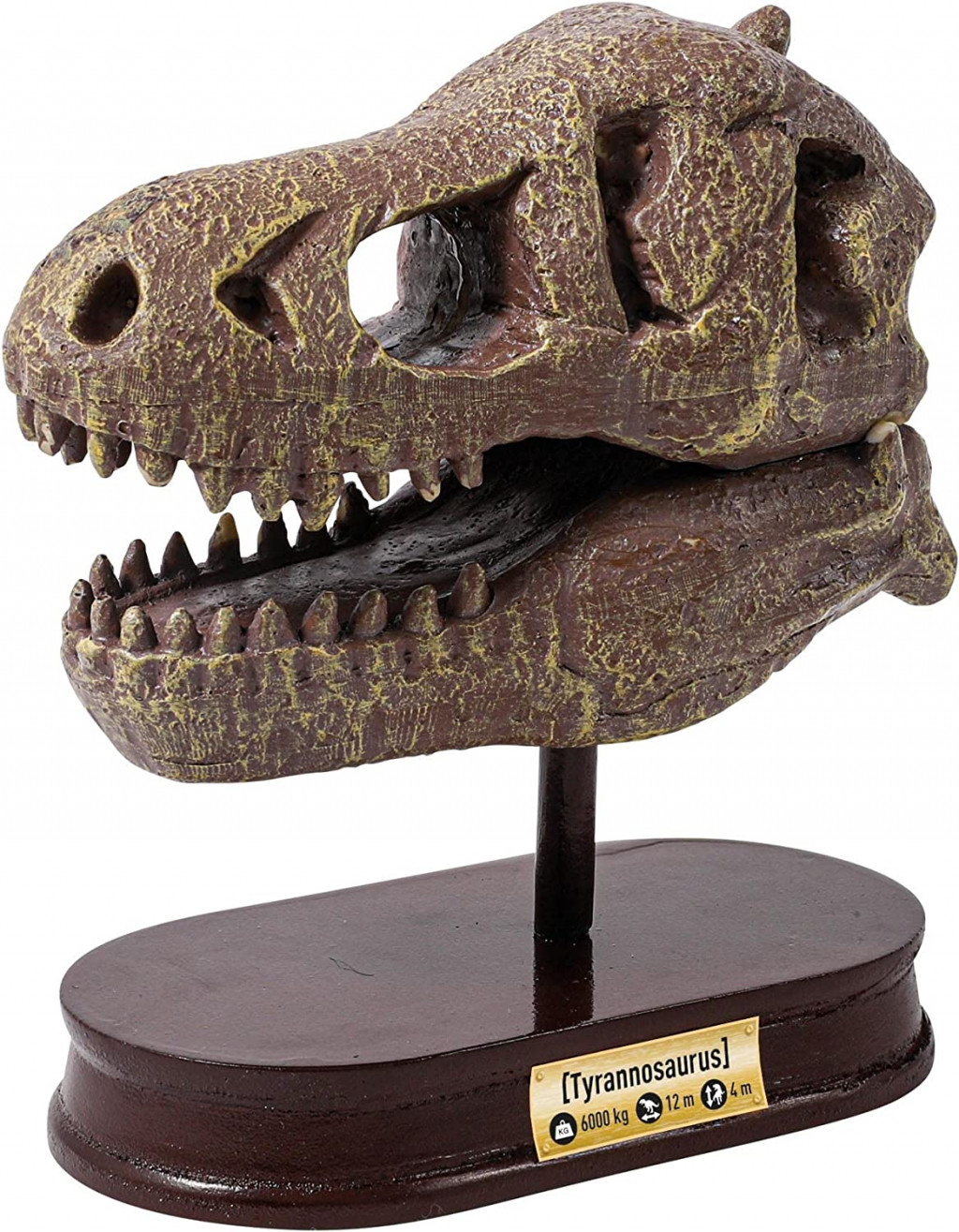 Buki France Kiállítás koponya - T-rex