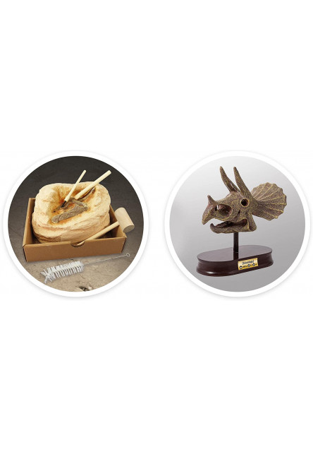 Kiállítási koponya - Triceratops