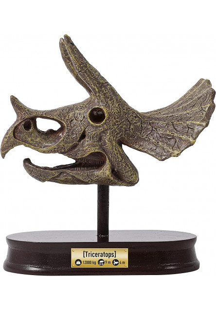 Kiállítási koponya - Triceratops