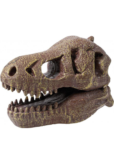 Kiállítás koponya - T-rex