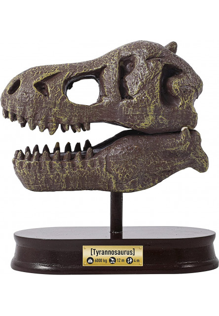 Kiállítás koponya - T-rex